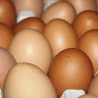 Circul’Egg a pour objectif de valoriser les coquilles d’œufs et leur membrane intérieure en différents produits destinés à l’alimentation animale, à l