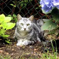 Les instincts de chasse du chat domestique en font un prédateur éclectique.