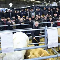 L'association du Marché aux bestiaux de Laissac et ses partenaires préparent la 13e édition du concours-vente Boeufs de Noël, samedi 2 décembre. Prése