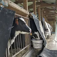 La nurserie peut accueillir jusqu’à quinze veaux. Équipée d’un filet brise-vent sur le devant, elle a tout le confort et l’ambiance d’un grand bâtimen