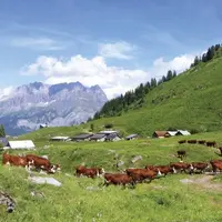 Le pastoralisme, une pratique ancestrale qui a bien failli disparaître.