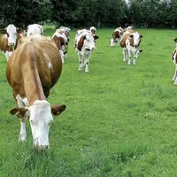 Suite au Brexit, l'UE et les États-Unis ont conclu un accord pour ajuster les contingents tarifaires agricoles. Il permettra notamment à Washington de