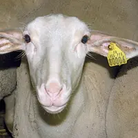 Filière dynamique depuis plusieurs années, le lait de brebis affiche un record de collecte pour la dernière campagne 2019-2020. Un travail de désaison
