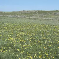 Avant de s’engager dans une Maec prairies fleuries, il est bon d’identifier les espèces requises. Une liste a été établie pour l’Aubrac lozérien, on y