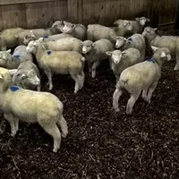 Le lycée agricole de Moulins participe aux expérimentations de litière bois.