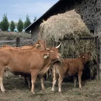 En raison de la décision du comité national de gestion des risques en agriculture (CNGRA) du 28 octobre, la Lozère peut bénéficier d'une reconnaissanc