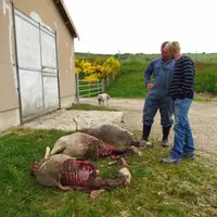 Brebis attaquées chez David Ramon près de Châteauneuf-de-Randon il y a quelques semaines.