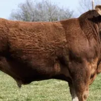 Le GIE vient d'acquérir un taureau des plus prometteurs, qui plus est homozygote sans corne.