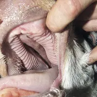 Pour être capable de résoudre une anomalie, il faut pouvoir la détecter. Sur le terrain, il faut donc, dès qu’il y a un animal anormal en dehors d’un