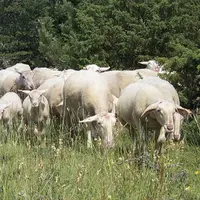 Chaque année, les bilans effectués par les techniciens de la chambre d'agriculture de Lozère, dans les élevages ovins lait suivis, permettent de dress