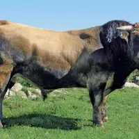 Au Gaec de la Buge, vendre des taureaux reproducteurs de qualité, et qui aident au rayonnement de la race par-delà les frontières de l'hexagone, devie