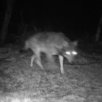 Photographie de loup prise le 12 avril 2013 sur la commune du Cellier-du-Luc par un piège photographique.