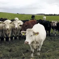 Si l’accord commercial entre l’UE et le Mercosur devait un jour entrer en vigueur, la valeur de la production de viande bovine irlandaise connaîtrait