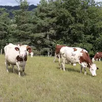 Les consortiums PâturNet et GrassMan, fin 2019, ont décidé de se rapprocher pour offrir une plateforme unique : HappyGrass. Une application qui permet