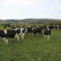Un an après le Brexit, les agriculteurs britanniques doivent eux aussi se convertir à l'agroécologie et s'inquiètent d'ores et déjà des conséquences q