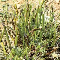Des traitements contre les criquets italiens qui dévorent les champs des agriculteurs lozériens sont en cours d’homologation selon la chambre d’agricu