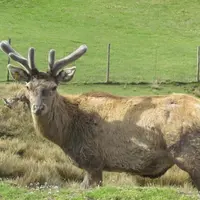 Les cerfs font des dégâts de plus en plus remarqués dans les parcelles agricoles. Une première rencontre entre syndicats agricoles, la fédération dépa