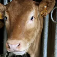 Réunis en assemblée générale le jeudi 19 janvier, aux Laubies (Saint-Étienne-du-Valdonnez) les adhérents au syndicat limousin de Lozère ont tiré le bi
