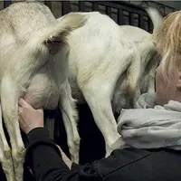 Les tests pendant la traite se déploient aujourd’hui sur le terrain pour appréhender les conditions de traite à l’interface animal-machine-trayeur.