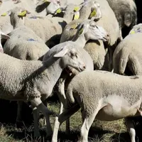 Connue dans le massif central, la branche de frêne est régulièrement utilisée pour complémenter les rations des animaux, lorsque les récoltes sont mau