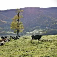 Le lait de montagne est soumis aux mêmes règles que le lait de plaine, alors qu'il coûte plus cher à produire, à collecter, et que sa qualité est répu