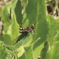 Selon les entomologistes experts contactés par la rédaction du Réveil Lozère, les insectes qui dévorent les champs de luzerne dans les vallées du Lot