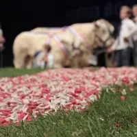 Le Herd-Book charolais travaille sur différents outils de promotion. Les concours en font partie.