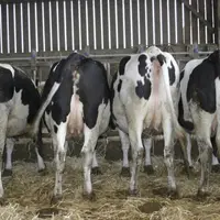 Vaches en stabulation.
