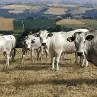 Dans la circulaire dite sécheresse annoncée fin mai lors du Varenne de l'eau et publiée le 25 juin, le ministre de l'Agriculture permet notamment aux