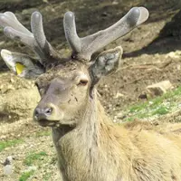 Comme chaque année à la fin du mois de septembre, la fédération de chasse de Lozère a organisé des soirées d’écoute du brame. Malgré le temps incertai