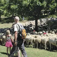 Le troupeau est arrivé aux alentours de 11 h 30.