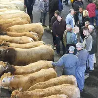 Pour l'édition 2019, broutards et agnelles devront faire de la place aux animaux gras.