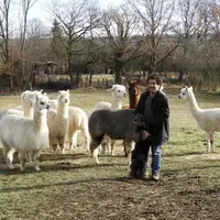 Vincent Segretain et son chien Zorro veillent sur leur troupeau de 30 alpagas à Péry.