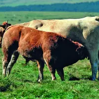 L’aide à la vache allaitante, partiellement transférée sur les fonds européens, permet une économie de 165 millions d’euros.