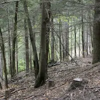 Alors que la forêt intéresse de plus en plus de citoyens, la filière vit de nombreuses turbulences : d'un côté les effets du changement climatique, de