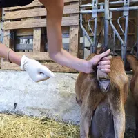 Les analyses coprologiques doivent venir en complément de l'observation des animaux et du troupeau.