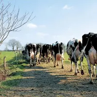 Satisfaite de ses résultats sur l'année 2022, la première coopérative laitière française table sur une nouvelle augmentation du prix du lait en 2023.