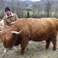 La vache highland cattle pourrait-elle venir au secours des territoires délaissés par les ovins pour cause de prédation ? C'est une des pistes exploré