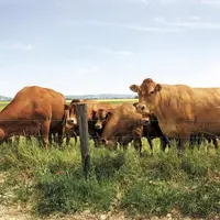 L'Insee a publié le 7 juillet les comptes provisoires 2020 de l'agriculture, montrant une baisse de 2,6 % en euros courants de la contribution du sect