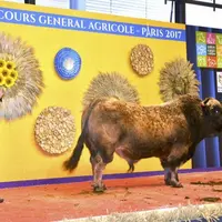 Helvétique, taureau du Gaec Batifol au Buisson, a raflé le prix du championnat mâle de l'année.