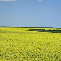 Grandes plaines de cultures au sud de l'Ukraine, près de Nikolaïev.