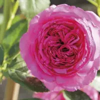 Pour garantir une qualité supérieure des végétaux aux consommateurs, horticulteurs et pépiniéristes ont oeuvré au développement d'un label rouge pour