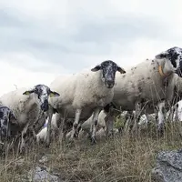 La Rava, est l’une des six races rustiques gérées par l’organisme de sélection races ovines des Massifs. Elle a colonisé, depuis de nombreuses années,