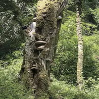 40 % des éspèces dépendantes des bois morts sont aujourd’hui menacées.