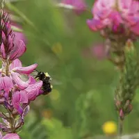 Le ministère de l'agriculture a présenté à la presse, mercredi 23 juin, son « plan gel » pour soutenir les agriculteurs touchés par la vague de froid