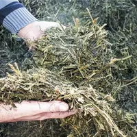 Pour une récolte des prairies sous forme d'ensilage, voici quelques recommandations de conduite des chantiers, de la fauche à la mise en silo.