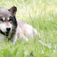Selon l’Office français de la biodiversité (OFB), les scientifiques ne parviennent pas à s’accorder sur l’effet des tirs sur la population de loups da