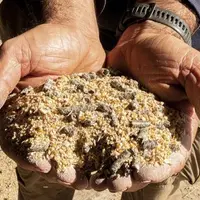 Pour alimenter les animaux, l’achat de granulés auprès d’industriels est une solution largement admise. Mais il est aussi possible de faire fabriquer