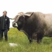 Les 18 et 19 septembre se déroulera le concours départemental Aubrac à la halle d’Aumont-Aubrac. Une manifestation attendue par les éleveurs, et l’occ