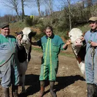 Philippe, David et Pierre avec les génisses Gina et Fiorentina.